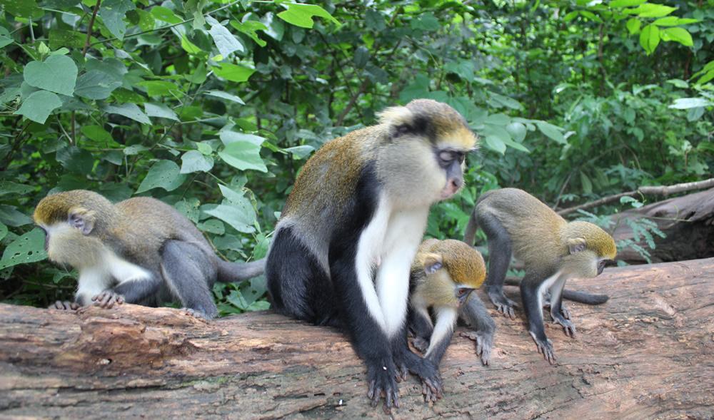 Image of Boabeng Fiema Monkey Sanctuary