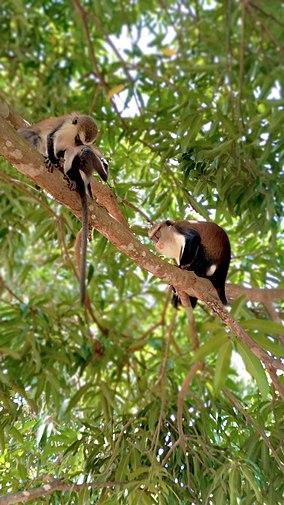 Image of Tafi Atomey Monkey Sanctuary