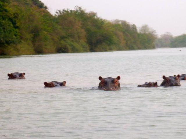 Wechiau Hippo Sanctuary