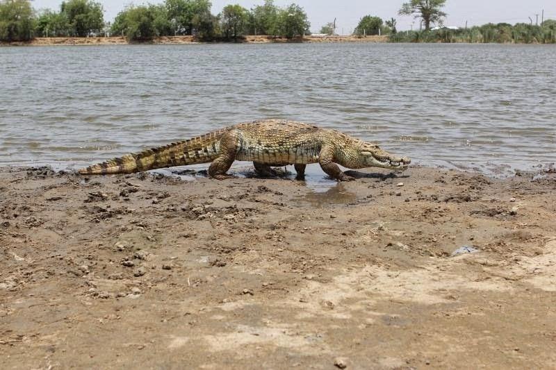 Paga Crocodile Pond