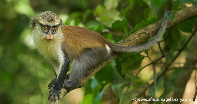 Image of Boabeng Fiema Monkey Sanctuary