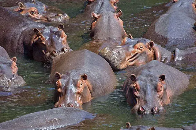 Image of Wechiau Hippo Sanctuary