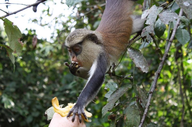 Image of Tafi Atomey Monkey Sanctuary