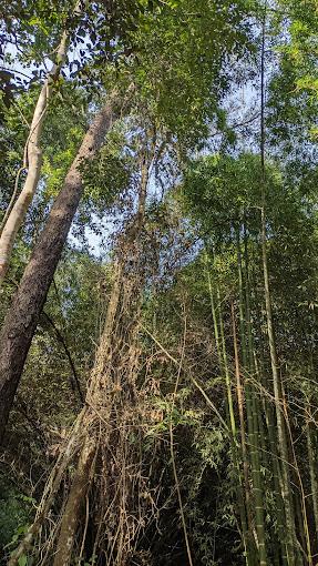 Image of Bobiri Forest and Butterfly Sanctuary