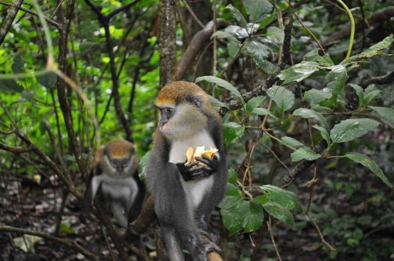 Image of Digya National Park