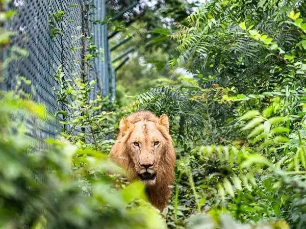 Image of Accra Zoo