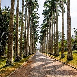 Image of Aburi Botanical Garden