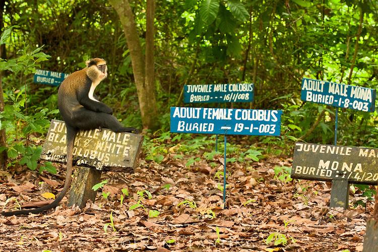 Boabeng Fiema Monkey Sanctuary