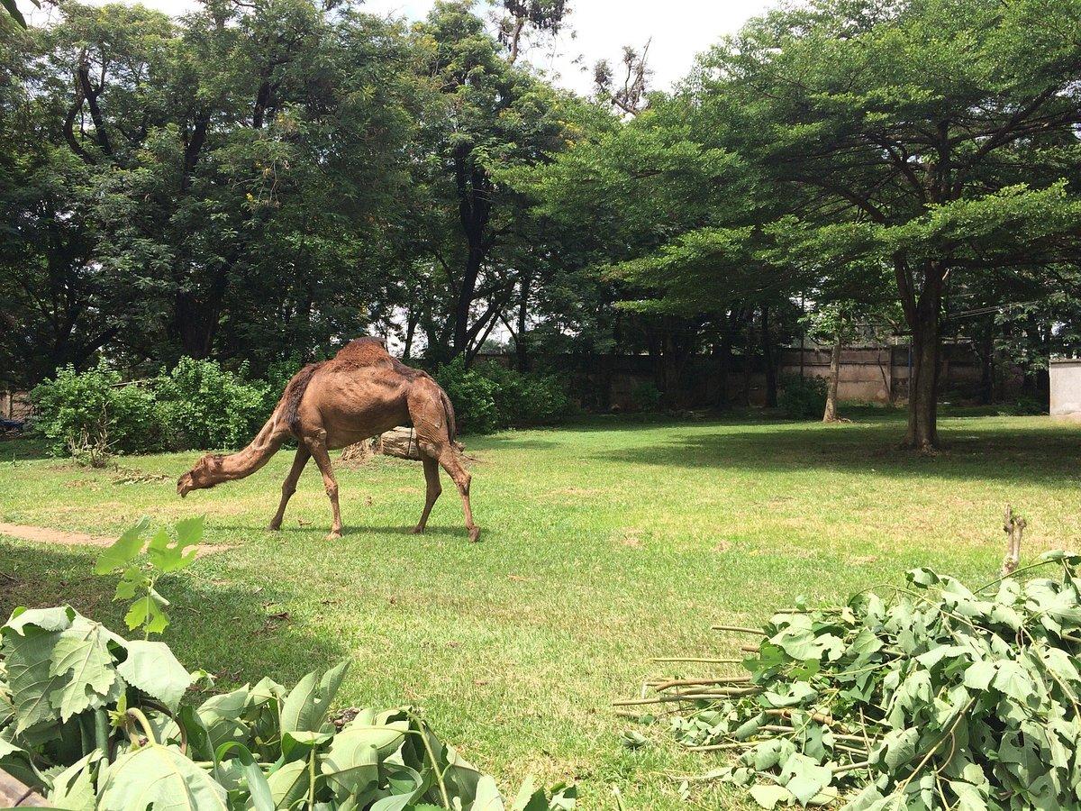 Image of Kumasi Zoo