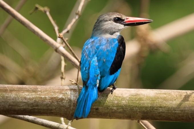 Image of Xavi Bird Sanctuary